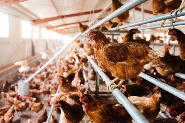 Free range hens walking freely and sitting on perch in chicken coop while raising on ecological poultry farm