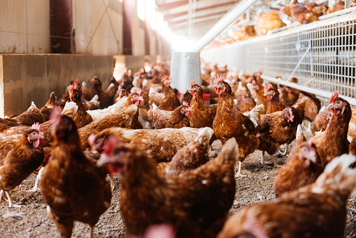Flock of egg laying domestic hens with brown feathers standing on floor of poultry farm shed with cages in daylight against blurred reflecting background