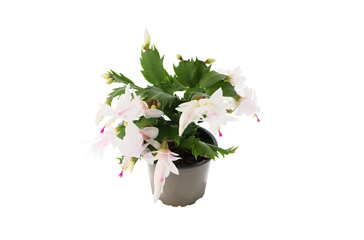 White Christmas Cactus (Schlumbergera) in Bloom. Front view against a white background