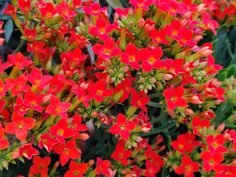 Kalanchoe blossfeldiana