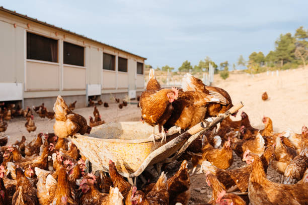Hens on wheelbarrow eating feed on farm