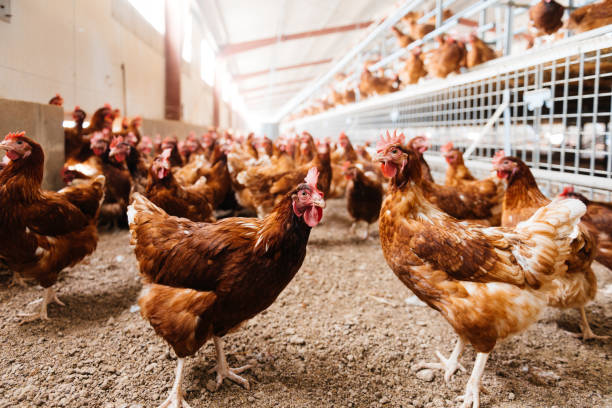 istock Free ranged chickens roaming in coop 1854956280
