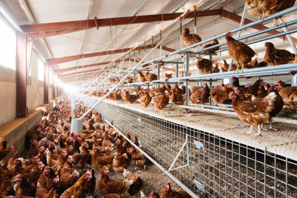 istock Brown chickens on poultry farm 1854956467