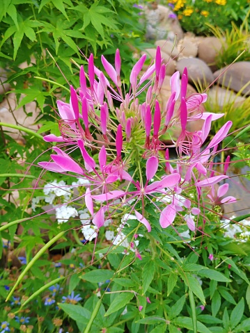 Cleome spinosa