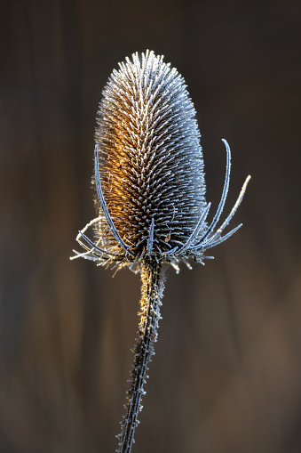 A close up vertical image showing a frost covered teasel (seed head)