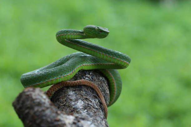 istock Viper Preparing to Pounce on Prey 1854980218