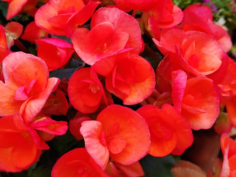 Closeup of an isolated potted begonia flower