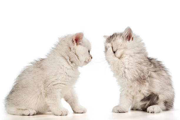 istock Persian pussy cats 185498418