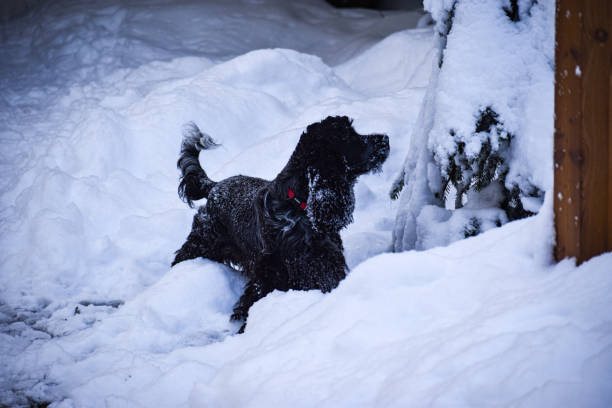 A black poodle dog is playing and enjoying the snow