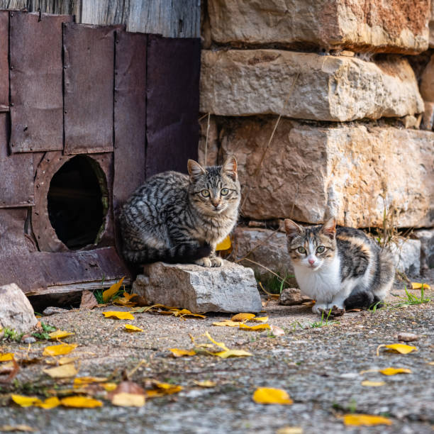 dois gatinhos vira-latas na porta de sua casa em uma cidade velha na espanha. - spain tower town square andalusia - fotografias e filmes do acervo