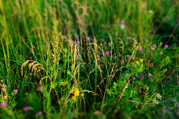 Summer meadow background, selective focus. Multicolor grass field. Meadowland texture for publication, design, poster, calendar, post, wallpaper, postcard, cover, web. High quality photography