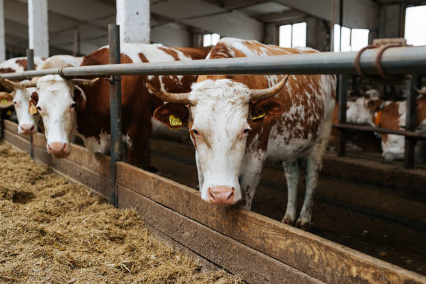 istock Cows in a barn stall looking at camera. Animals cattle on feeding 1854997998