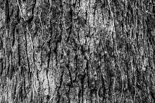 Tree bark background, close-up. Natural texture of tree trunk for publication, screensaver, wallpaper, postcard, poster, banner, cover, post, website. Toned high quality photography