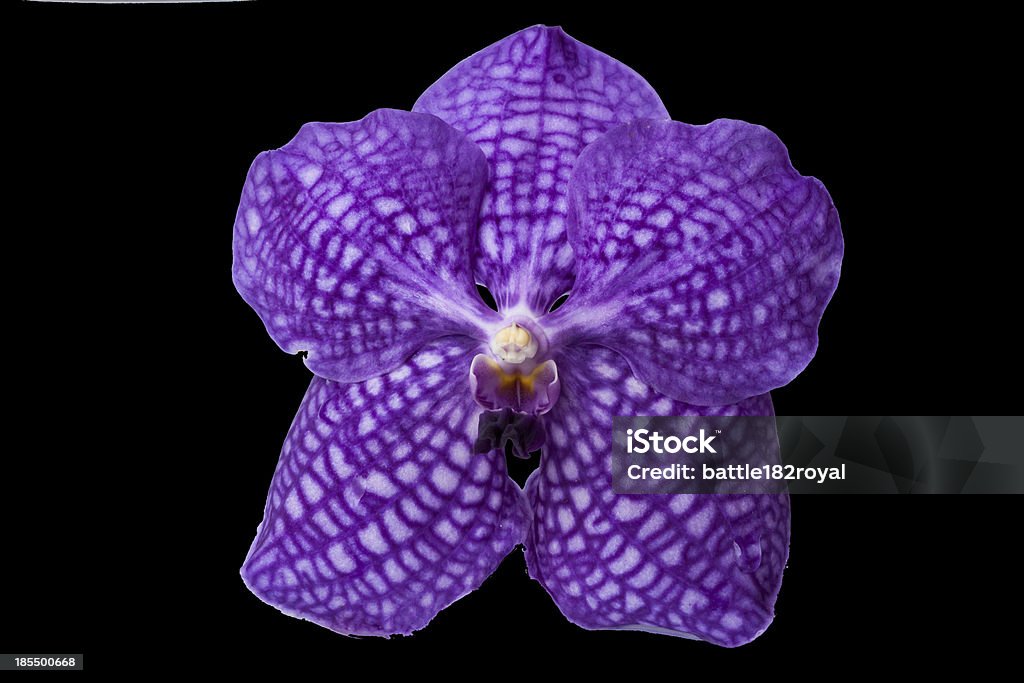 Piękne fioletowy orchid - Zbiór zdjęć royalty-free (Bez ludzi)