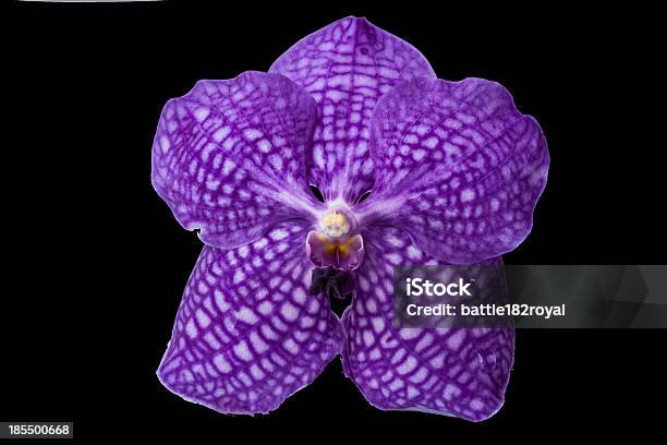 Красивый Фиолетовый Орхидея — стоковые фотографии и другие картинки Без людей - Без людей, Ботаника, Ванда