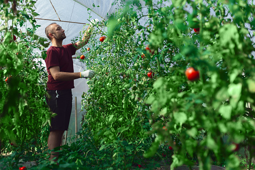 Farmer taking care of organic tomatoes in a small greenhouse.