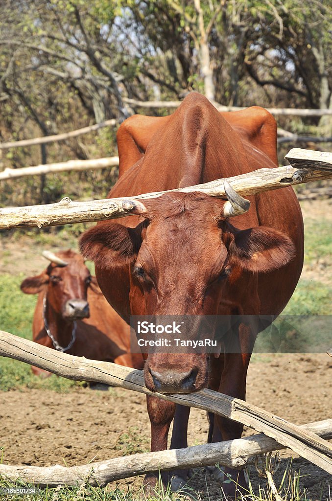 ブラウンの牛のパスチュアご満喫のクローズアップ - 2匹のロイヤリティフリーストックフォト