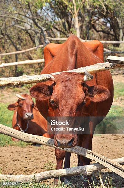 ブラウンの牛のパスチュアご満喫のクローズアップ - 2匹のストックフォトや画像を多数ご用意 - 2匹, ウシ, クローズアップ