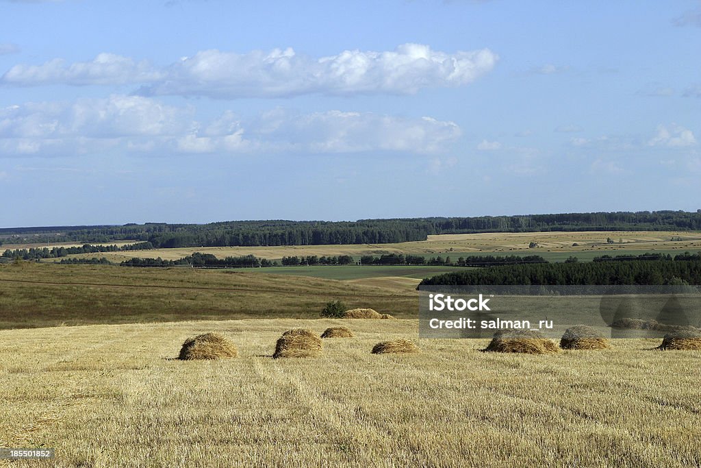 Paysage d'été - Photo de Agriculture libre de droits