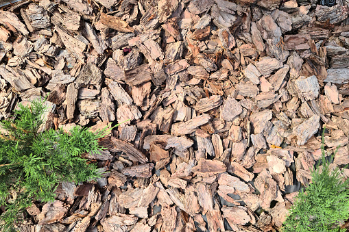 Top view Tree bark mulch is used in gardening, copy space background.