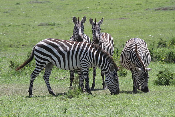 istock Burchells' zebra, Masai Mara, Kenya 185502487
