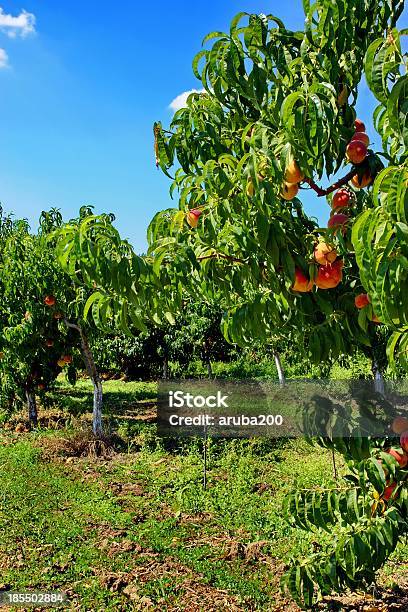 Peach Fruit Orchard In Summer Xxxl Stock Photo - Download Image Now - Agriculture, Branch - Plant Part, Close-up