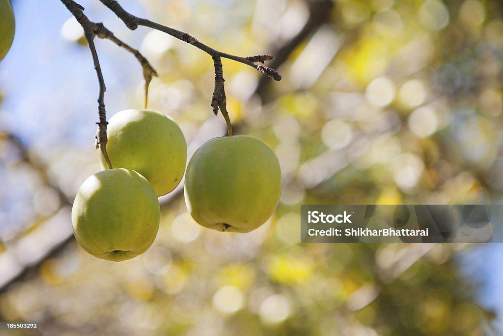 Green apple manzanas de la capital de Nepal. - Foto de stock de Abundancia libre de derechos