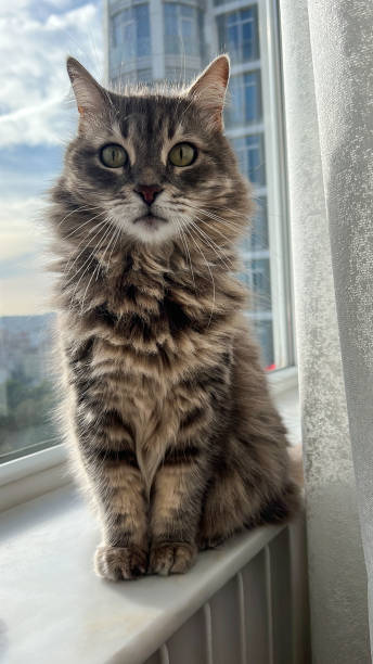 istock portrait of a tabby cat standing on windowsill 1855035141