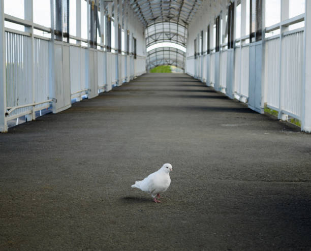 istock A beautiful white pigeon walks on asphalt on a pedestrian bridge 1855043113