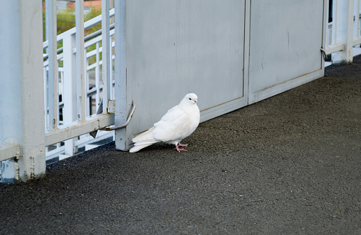 Beautiful white pigeon posing on asphalt near steel structure