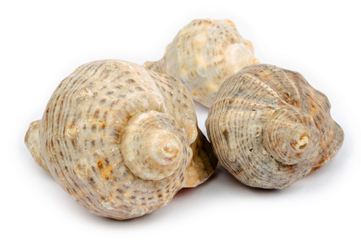 Two Three Shells Three Shells Arranged Into A Triangle Stock Photo - Download Image Now ...