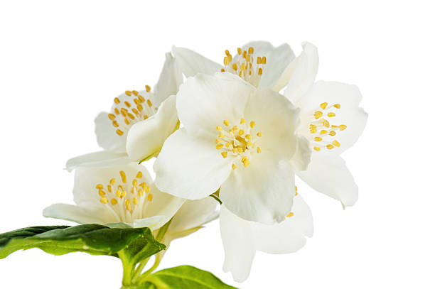 istock Flowers of a jasmin, close up 185504957