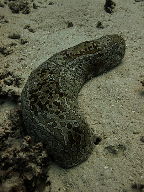 istock Leopard Sea Cucumber on ocean floor Great Barrier Reef Australia 185505134