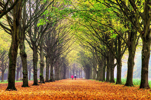 life 추절 - netherlands couple people amsterdam 뉴스 사진 이미지