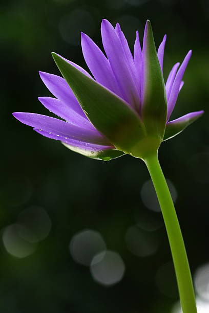 istock purple lotus flower blossom 185505210
