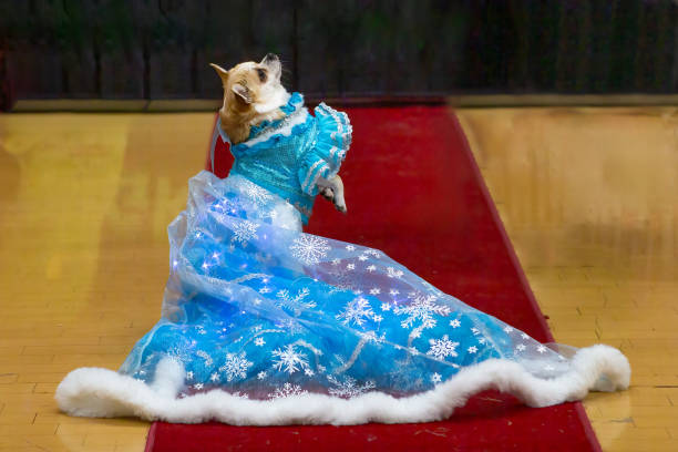 Chihuahua dog wearing fancy dress
