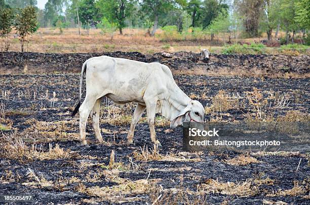 Vitelos Pastar Tropicais - Fotografias de stock e mais imagens de Agricultor - Agricultor, Agricultura, Animal
