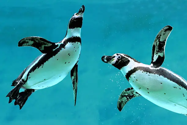 closeup of two penguins swimming under water