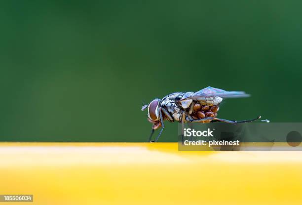 Volare - Fotografie stock e altre immagini di Ala di animale - Ala di animale, Animale, Arto - Parte del corpo