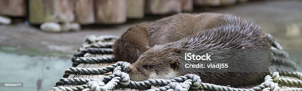 可愛らしい Otters 、お客様の Mustelidae ファミリ - カワウ�ソのロイヤリティフリーストックフォト