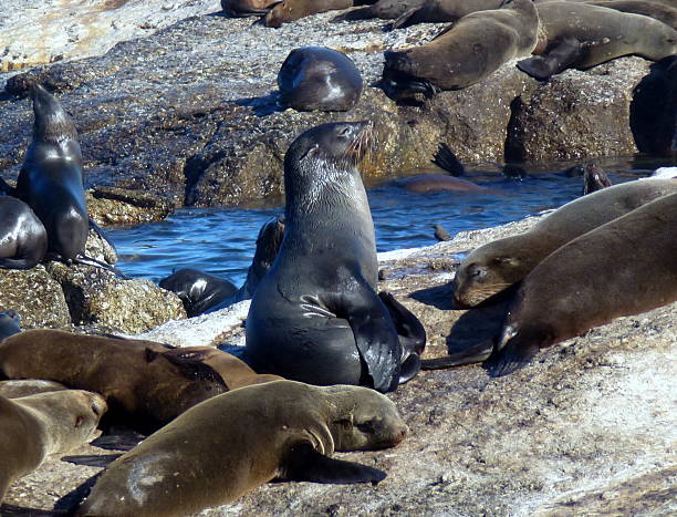 istock Young and Old Harbor Seals on large rocks 185506193