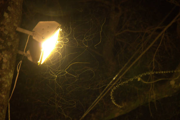 light bugs rotating the light, long exposure image - long exposure imagens e fotografias de stock