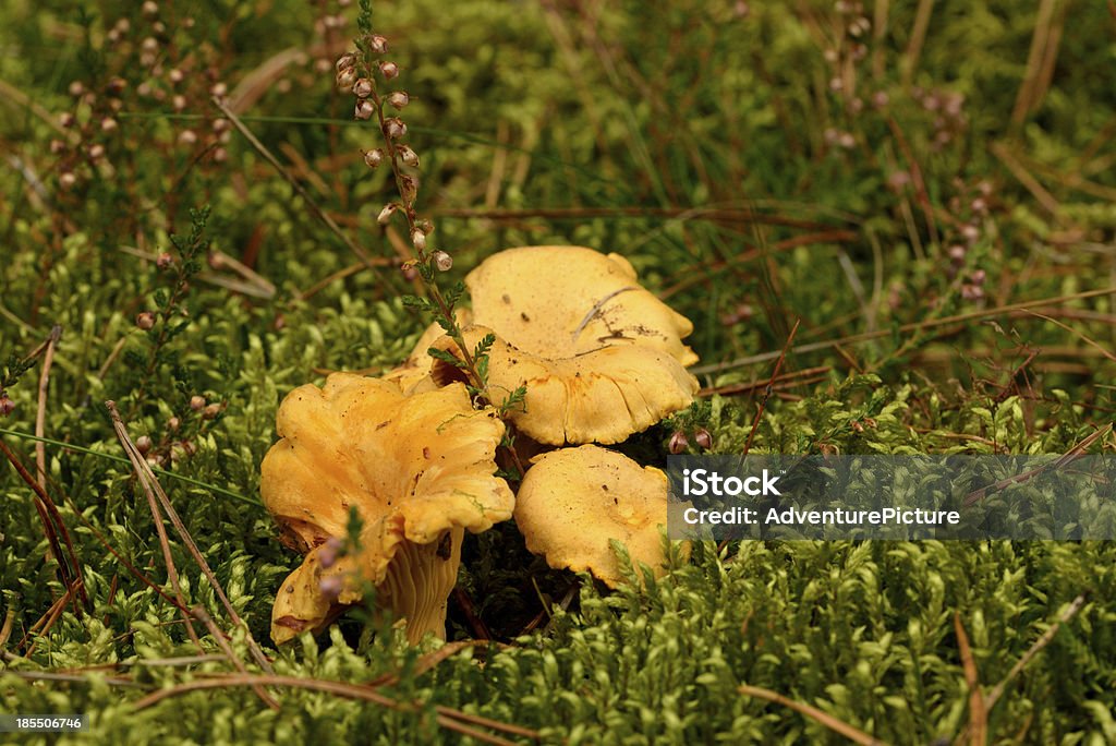 Girolles champignons - Photo de Girolle libre de droits