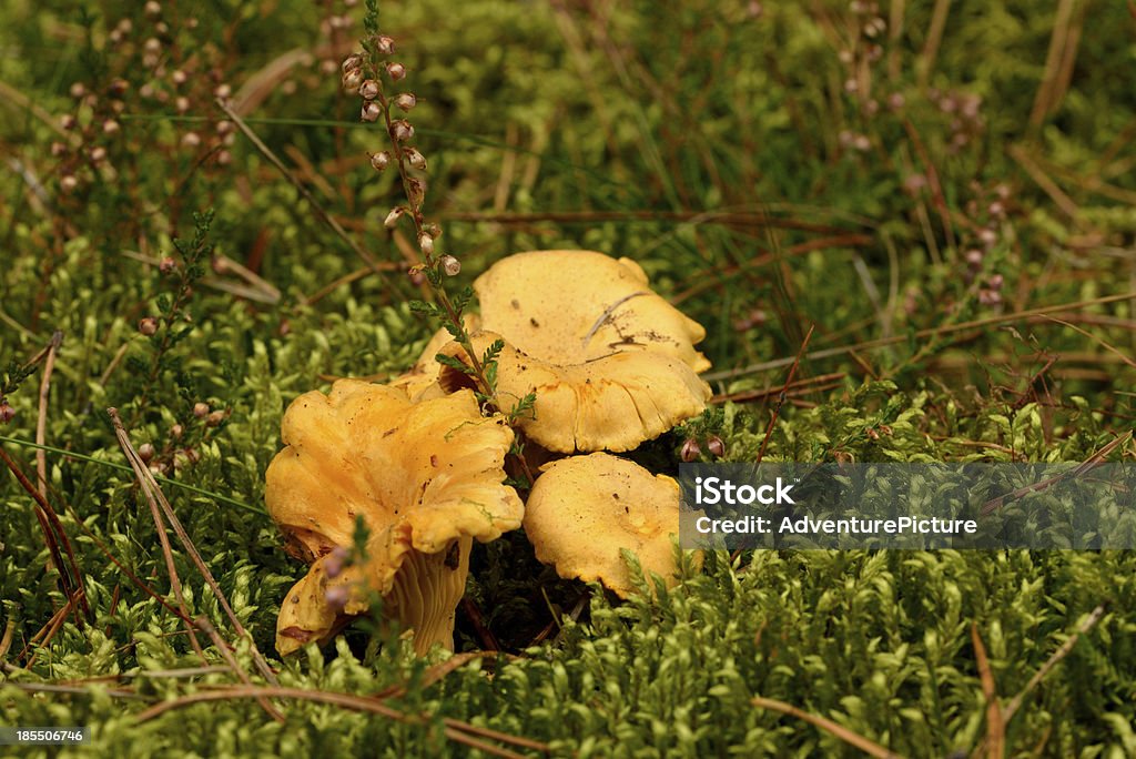 살구버섯 버섯 - 로열티 프리 황금살구버섯 스톡 사진