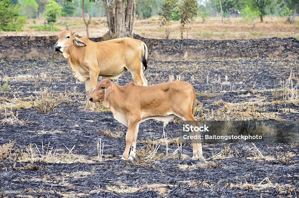 Pantorrilla y tropical - Foto de stock de Agricultor libre de derechos