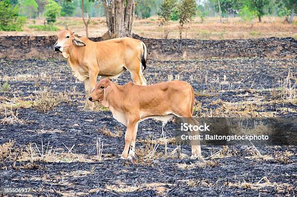 Bezerro Tropicais - Fotografias de stock e mais imagens de Agricultor - Agricultor, Agricultura, Animal