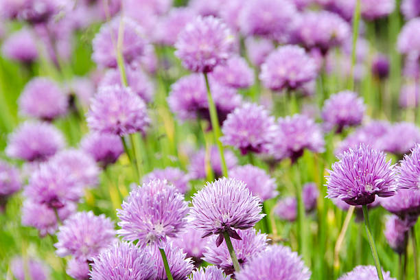 istock Flowering purple chive blossoms 185507033