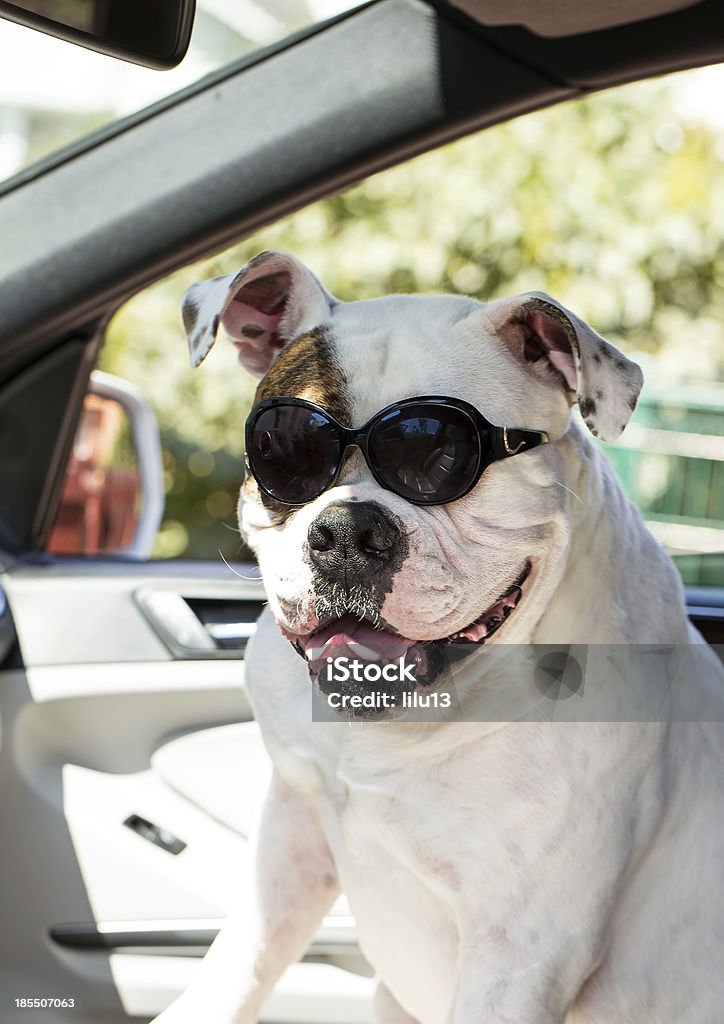 Забавный собака - Стоковые фото Автомобиль роялти-фри