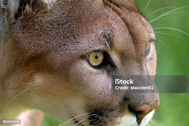 Foto de Cougar Detalhe e mais fotos de stock de Parque Estatal Babcock - Parque Estatal Babcock, Animais caçando, Concentração