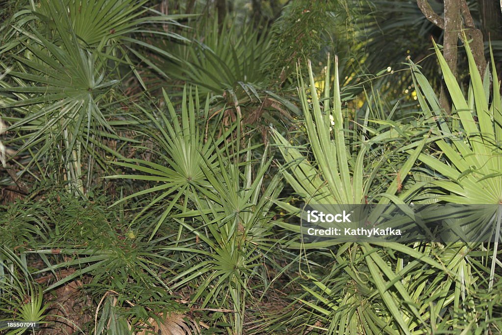 Saw Palmetto Saw Palmetto plants in Florida. Bush Stock Photo